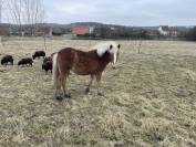 Pouliche haflinger
