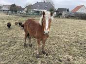 Pouliche haflinger