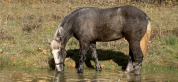 PERCHERON poulain