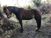 Jolie jument trotteur 