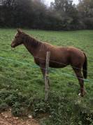 A vendre Pouliche SF