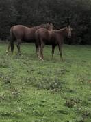 A vendre Pouliche SF