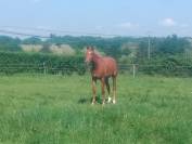 Jument oc selle francais 4 ans 