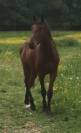 Hongre 9 ans amateur 