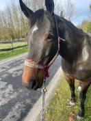 &Agrave; vendre Jument 7 ans