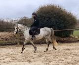  Hongre Anglo-Arabe &ndash; 5 ans &ndash; 