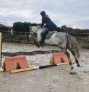  Hongre Anglo-Arabe &ndash; 5 ans &ndash; 