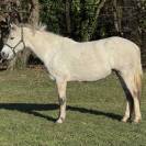 POULINI&Egrave;RE CONNEMARA PLEINE DE VOX POP DE L'AULNE