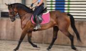 Jument pp sbs dressage obstacle 2012 
