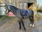 Entire French Saddle Pony For sale 2022 Grey