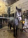 Entire French Saddle Pony For sale 2022 Grey