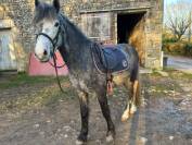 Entire French Saddle Pony For sale 2022 Grey