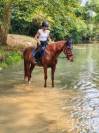 Cherche demi pension pour cheval 19 ans