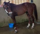 Cherche demi pension pour cheval 19 ans