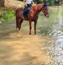 Cherche demi pension pour cheval 19 ans