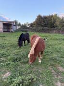 pr&eacute; &agrave; louer 