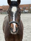 Cheval franche montagne &agrave; vendre