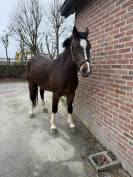 Cheval franche montagne &agrave; vendre