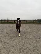 Cheval franche montagne &agrave; vendre