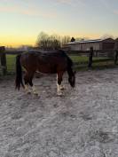 Cheval franche montagne &agrave; vendre