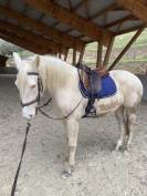 Jument cr&egrave;me PP Race cr&egrave;me 