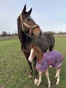 Magnifique poulain de dressage 