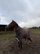 Poulini&egrave;re pleine 