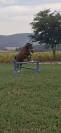 Magnifique hongre de 8 ans 