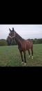 Magnifique hongre de 8 ans 