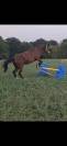 Magnifique hongre de 8 ans 
