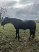 Hongre ONCS 6ans en juin &ndash; calme, gentil,  polyvalent