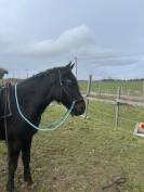 Hongre ONCS 6ans en juin &ndash; calme, gentil,  polyvalent