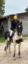 A vendre Petit cheval 11 ans OC