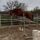 Jument SF 6 ans ernest x armitage