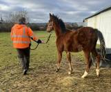 Poulain 2025 Itoki de riverland x cor de hus