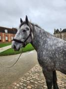 Percheron attel&eacute; et mont&eacute;