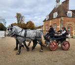 Percheron attel&eacute; et mont&eacute;