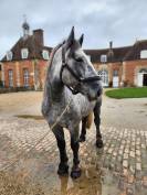 Percheron attel&eacute; et mont&eacute;