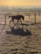 M&acirc;le pfs 1 ans