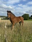 M&acirc;le pfs 1 ans