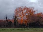 pension chevaux -le bien &ecirc;tre avant tout 