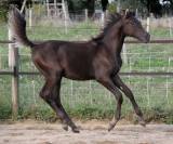 poulain smoky black 36 % arabe