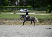 Katia jument 5 ans de C.S.O - Finaliste Fontainebleau