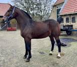 Te koop: Machiavelli &ndash; jonge Groninger hengst 