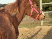 Pouliche de performance overo