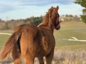 Pouliche de performance overo