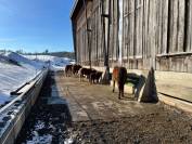 Pension en stabulation libre