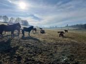 Pension en stabulation libre