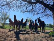 Pension en stabulation libre