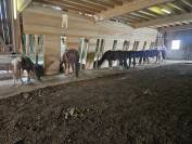 Pension en stabulation libre